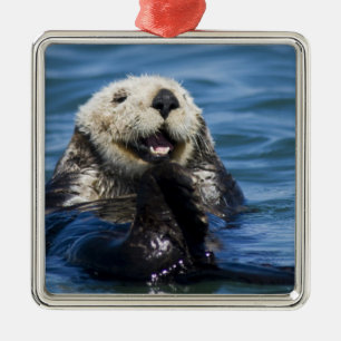 Adorno Metálico Nutria marina de California Enhydra lutris) se aci