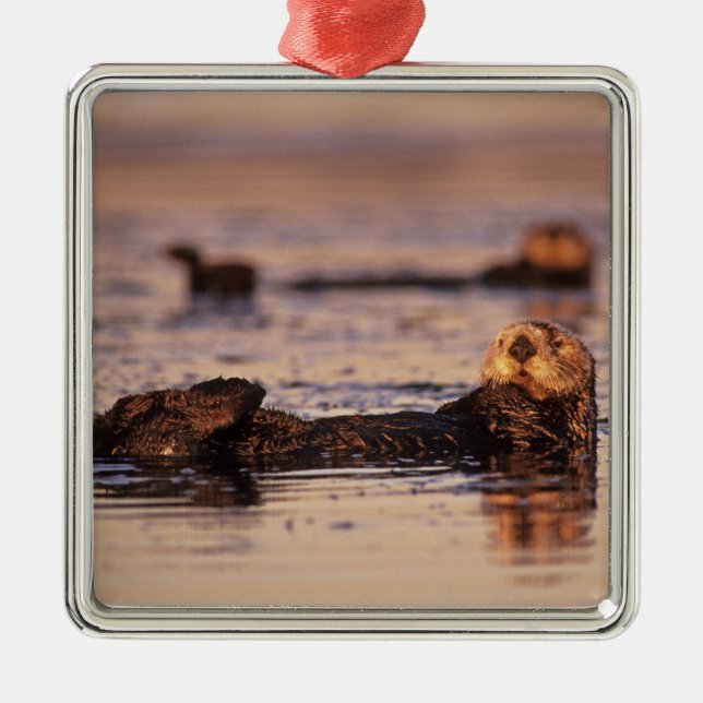 Adorno Metálico Nutrias marinas, Enhydra lutris 3 (Frente)