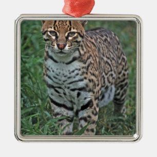 Adorno Metálico OCELOTE (Leopardus pardalis) AMÉRICA CENTRAL
