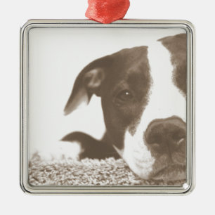 Adorno Metálico odiar el acto no la raza pitbull sepia amigable
