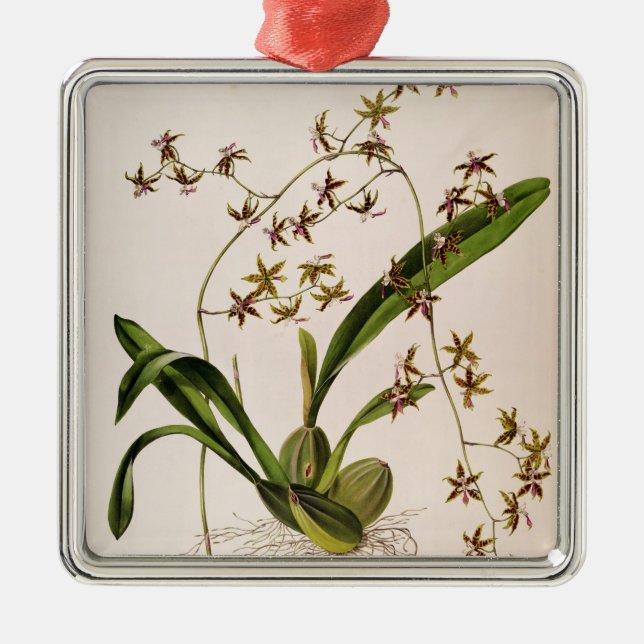Adorno Metálico Odontoglossum Hastatum (Frente)