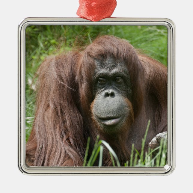 Adorno Metálico Orangutan (Frente)