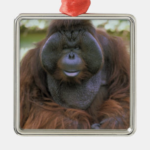 Adorno Metálico Orangután Pongo Pygmaeus