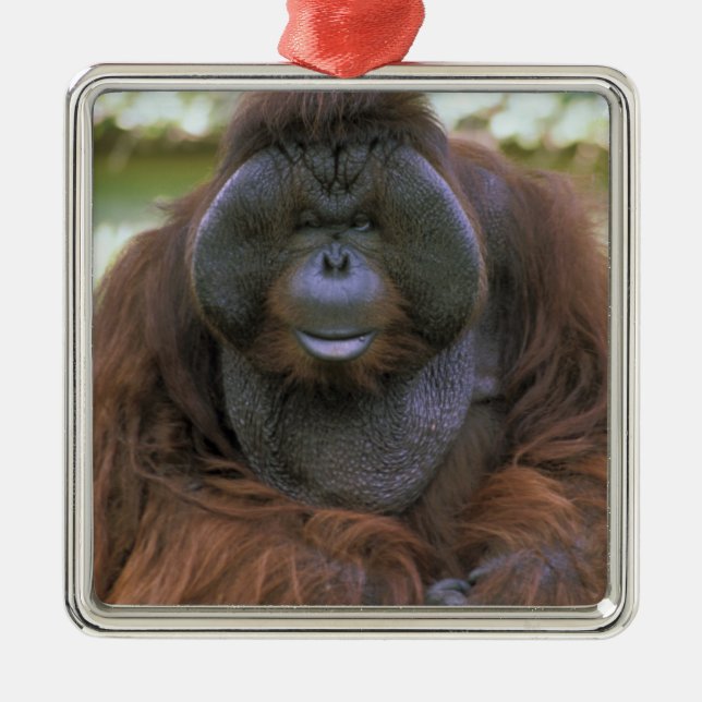 Adorno Metálico Orangutan Pongo Pygmaeus (Frente)