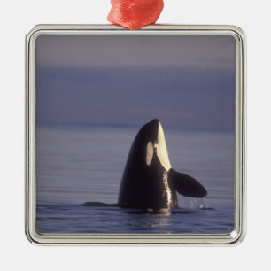Adorno Metálico Orca asesina (Orca orcinus) espiando cerca