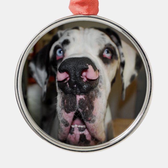 Adorno Metálico Ornamentdoggen (Frente)