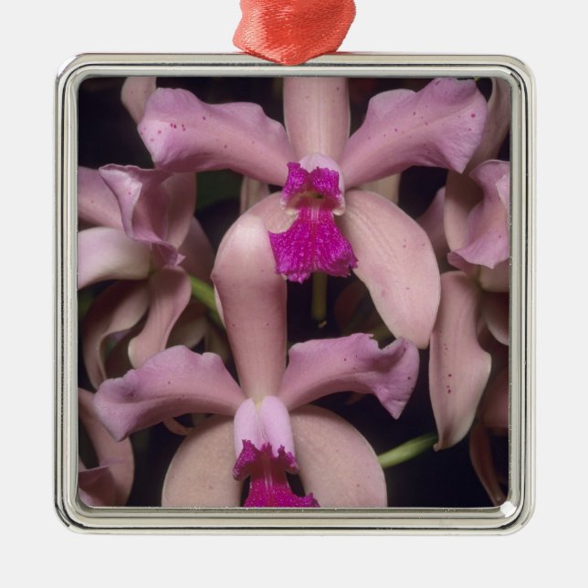 Adorno Metálico Orquídea (Cattleya amethystoglossa), oriental (Frente)