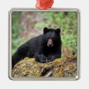 Adorno Metálico Oso negro en un tronco de crecimiento antiguo en e