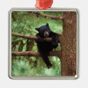 Adorno Metálico oso negro, Ursus americanus, cría en un árbol