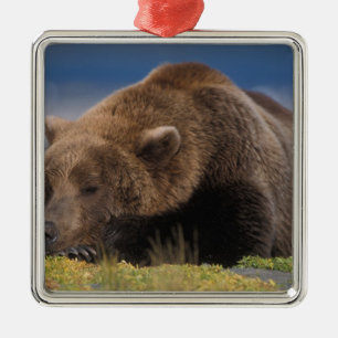 Adorno Metálico Oso pardo, oso grizzly, tomando una siesta, Katmai