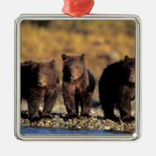 Adorno Metálico Oso pardo, oso marrón, crías, Katmai Nacional