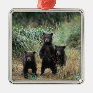 Adorno Metálico oso pardo, Ursus arctos, oso grizzly, Ursus 7