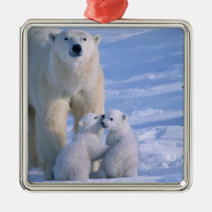 Adorno Metálico Oso Polar femenino de pie con 2 cubos