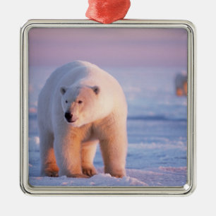 Adorno Metálico oso polar, Ursus maritimus