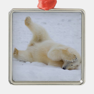 Adorno Metálico oso polar, Ursus maritimus, cachorro rodando