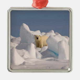 Adorno Metálico oso polar, Ursus maritimus, en hielo áspero