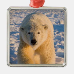 Adorno Metálico oso polar, Ursus maritimus, oso polar en hielo