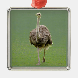Adorno Metálico Ostrich