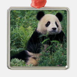 Adorno Metálico Panda gigante en la hierba, Valle de Wolong, Sichu
