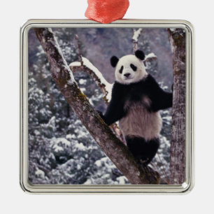 Adorno Metálico Panda gigante parado en un árbol, Wolong, Sichuan,