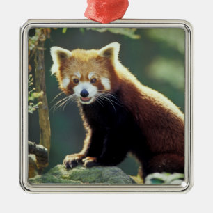 Adorno Metálico Panda rojo Ailurus fulgens)