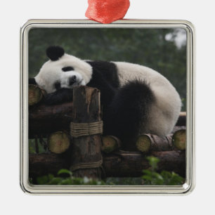 Adorno Metálico Pandas gigantes en la Protección del Panda Gigante