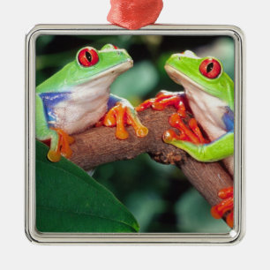 Adorno Metálico Pareja de ranas de ojos rojos, Agalychinis callidr