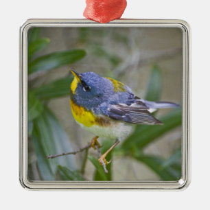 Adorno Metálico Parula americana (Parula americana)