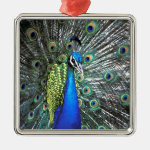 Adorno Metálico Pavo real hermoso desplegando plumas coloridas