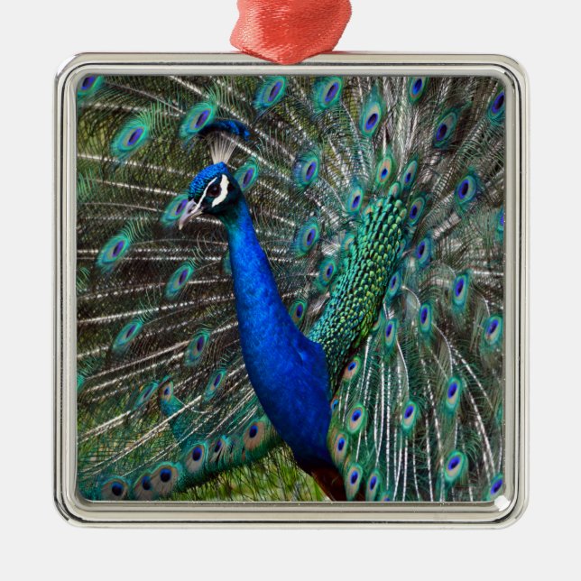 Adorno Metálico Peacock masculino colorido (Frente)