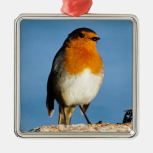 Adorno Metálico Pechuga roja Robin para el honor de Premium Square