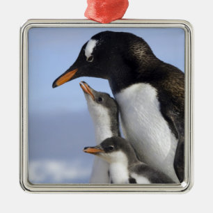 Adorno Metálico Península Antártica, Puerto Neko, Pingüino de Gent