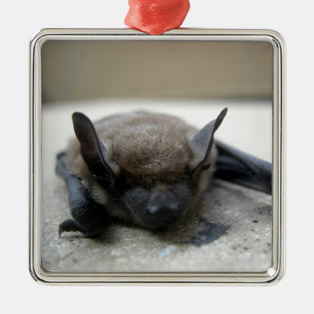 Adorno Metálico Pequeño palo marrón (lucifugus del Myotis) (Frente)
