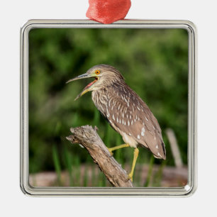 Adorno Metálico Perón nocturno de coronación negra juvenil