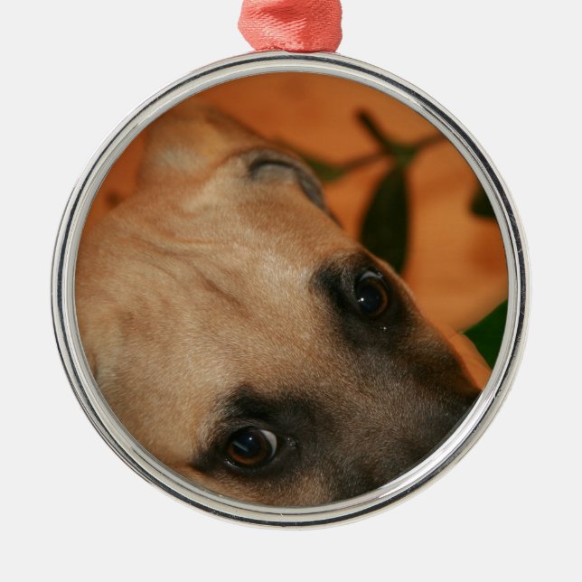 Adorno Metálico perrito del cur de la Negro-boca (Frente)
