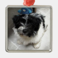 Perrito del rescate de Havanese blanco y negro