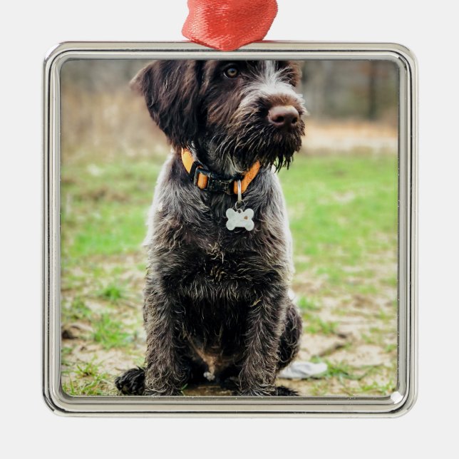 Adorno Metálico Perrito el señalar Griffon Wirehaired (Frente)