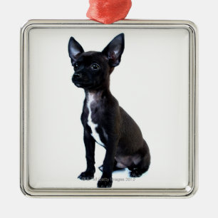 Adorno Metálico Perrito negro de la chihuahua