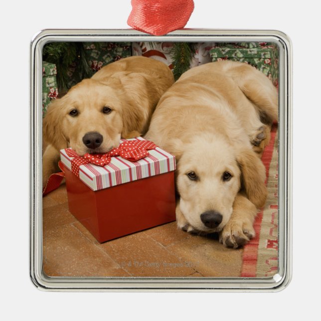 Adorno Metálico Perritos del golden retriever con el regalo del (Frente)