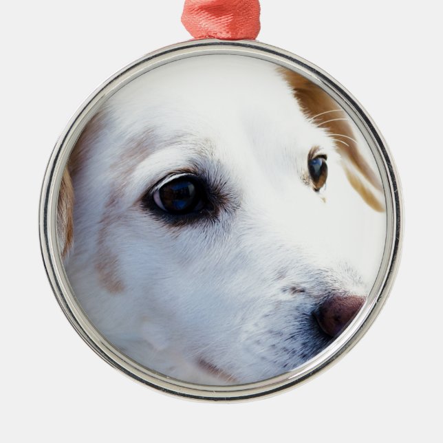 Adorno Metálico Perro blanco con ojos fieles, Mascotas animales pe (Frente)