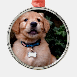 Adorno Metálico Perro cachorro lindo Golden Retriever Puppy