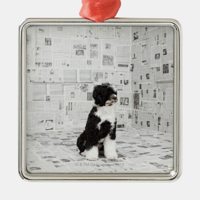 Adorno Metálico Perro de agua portugués en el sitio cubierto (Frente)