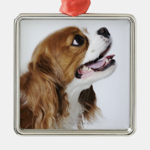 Adorno Metálico Perro de aguas de rey Charles arrogante
