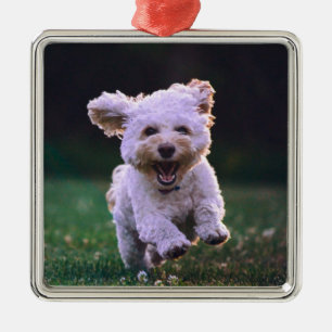 Adorno Metálico Perro de cangrejo blanco