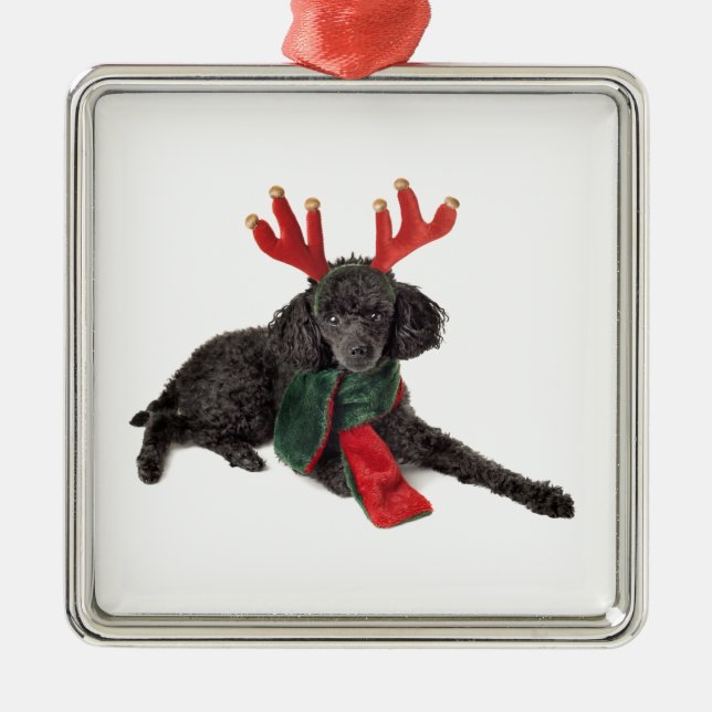 Adorno Metálico Perro de caniche negro de juguete del navidad (Frente)