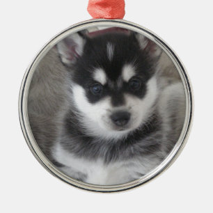 Adorno Metálico Perro de perrito de Alaska de Klee Kai