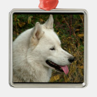 Perro del Malamute de Alaska