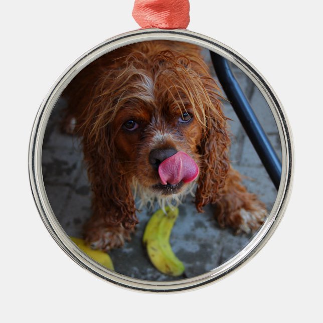 Adorno Metálico Perro húmedo con banana (Frente)