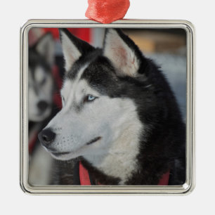 Adorno Metálico Perro husky antes de una carrera, Canadá