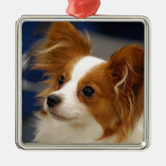 Adorno Metálico Perro lindo de Papillon (Frente)
